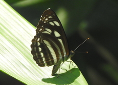 Phaedyma columella singa