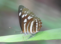 Phaedyma columella singa