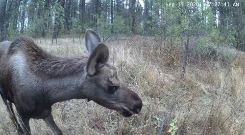 Shiras Moose