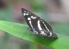 Phaedyma columella singa