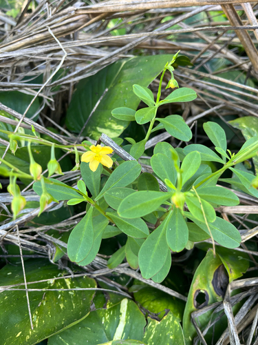 Talinum fruticosum observed 2026-09-13