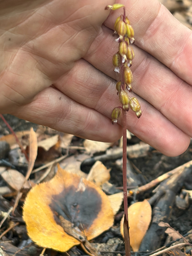 autumn coralroot