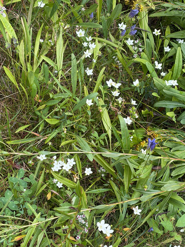 fen grass of Parnassus