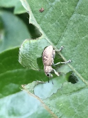 Eugnathus distinctus