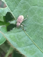 Eugnathus distinctus