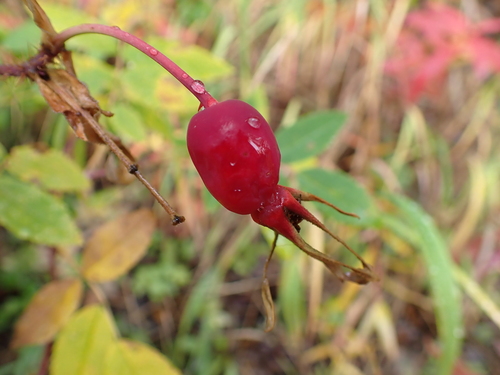 Prickly Wild Rose