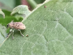 Eugnathus distinctus