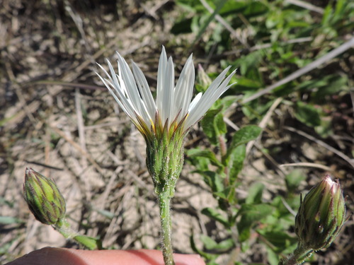 Noticastrum hatschbachii, photograph 2