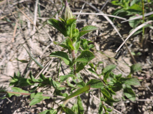 Noticastrum hatschbachii, photograph 1