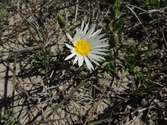 Noticastrum hatschbachii