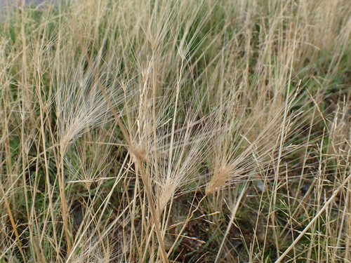 Foxtail Barley