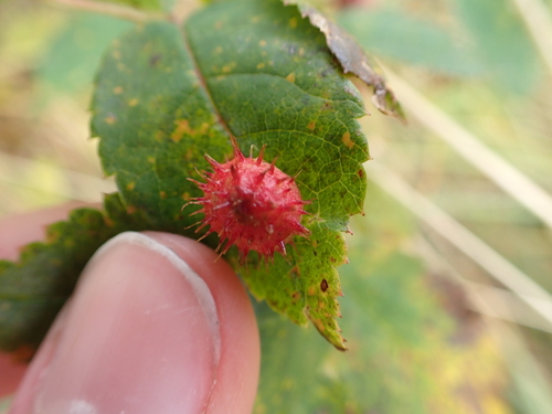 Spiny Leaf Gall Wasp