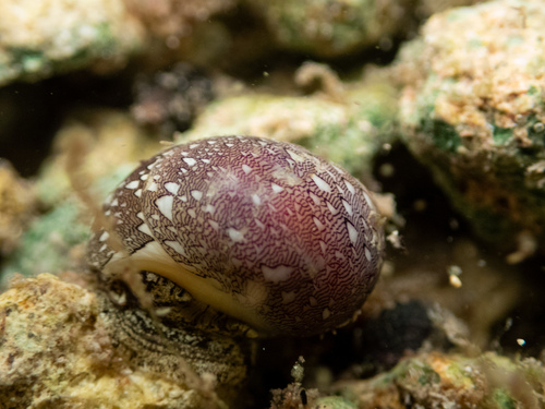 Neritina virginea observed 2026-09-13