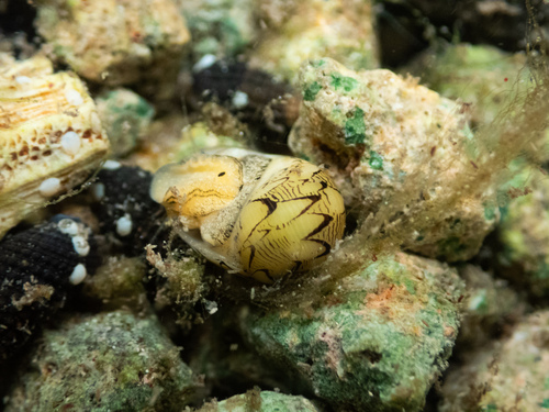 Neritina virginea observed 2026-09-13