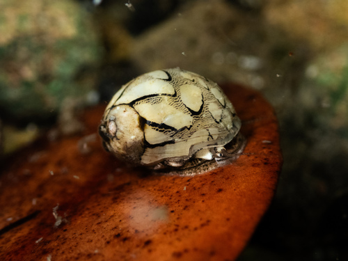 Neritina virginea observed 2026-09-13