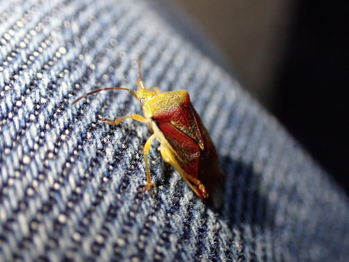 Birch Shield Bug