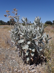 Eriodictyon tomentosum
