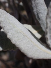 Eriodictyon tomentosum, photograph (c) Hank Raizen, some rights reserved (CC BY)