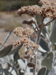 Eriodictyon tomentosum, photograph (c) Hank Raizen, some rights reserved (CC BY)