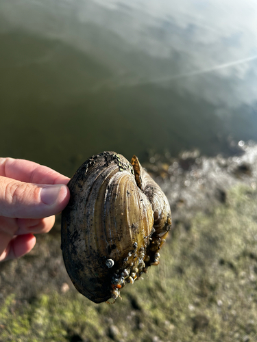 Giant Floater