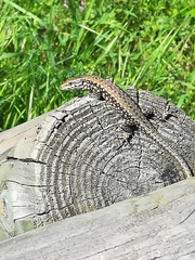 Podarcis muralis