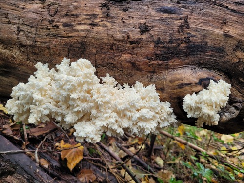Coral tooth fungus