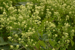 Mikania cordifolia