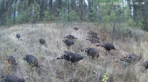 Wild Turkey