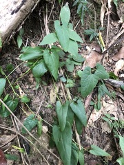 Aristolochia meridionalis