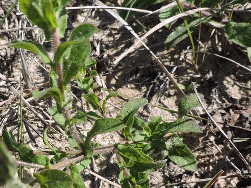 Noticastrum hatschbachii, photograph 3