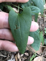 Aristolochia meridionalis