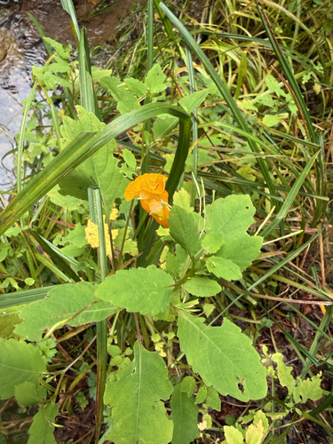 common jewelweed