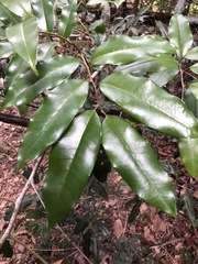 Mischocarpus pyriformis