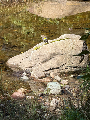 Yellow-rumped Warbler