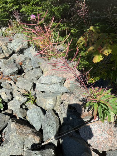 fireweed