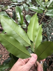 Mischocarpus pyriformis