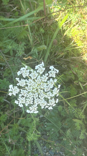 wild carrot