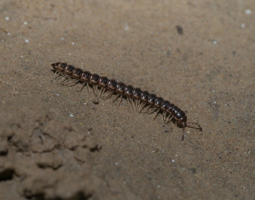 Greenhouse Millipede