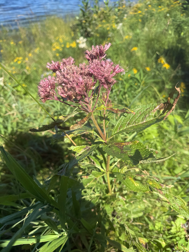 spotted Joe-Pye weed