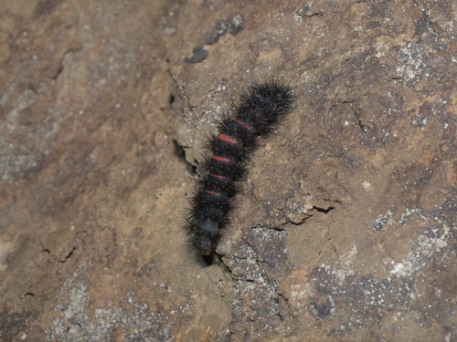 Giant Leopard Moth