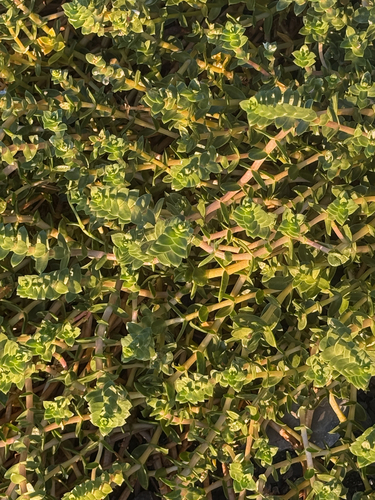 Sea Sandwort