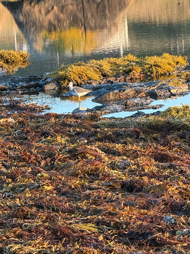 Greater Yellowlegs