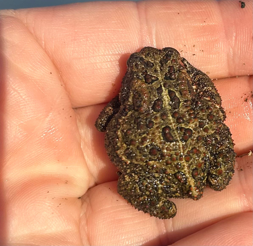 American Toad