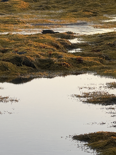 Knotted Wrack