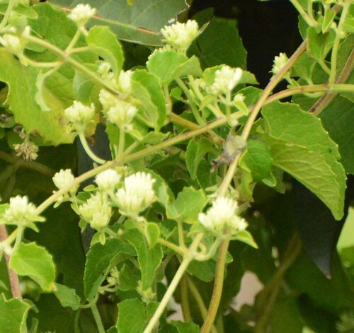 Mikania cordifolia, photograph 1