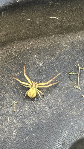 Northern Crab Spider