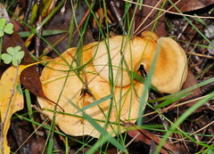 Cortinarius memoria-annae