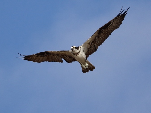 Osprey