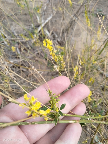 Yellow Sweetclover