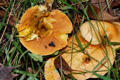 Cortinarius memoria-annae